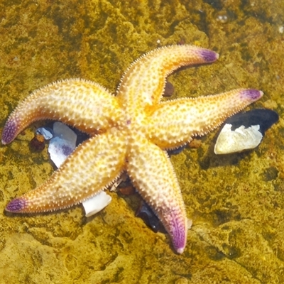Unverified Sea Star at Lindisfarne, TAS - 1 Aug 2025 by VanessaC