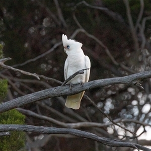 Cacatua sanguinea at American River, SA - 16 Sep 2025 by AlisonMilton