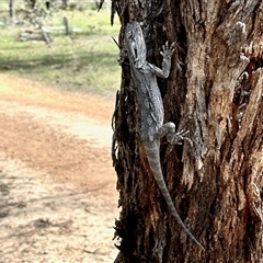 Pogona barbata (Eastern Bearded Dragon) at Throsby, ACT - 30 Oct 2025 by KMcCue