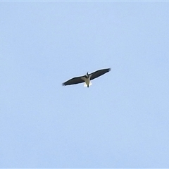 Threskiornis molucca at Throsby, ACT - 29 Oct 2025 by KMcCue