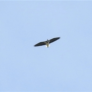 Threskiornis molucca at Throsby, ACT - 29 Oct 2025 by KMcCue