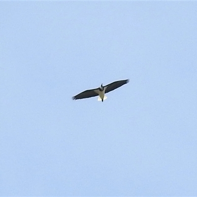 Threskiornis molucca at Throsby, ACT - 29 Oct 2025 by KMcCue