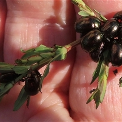 Chrysolina quadrigemina (Greater St Johns Wort beetle) at Weetangera, ACT - 30 Oct 2025 by RobParnell