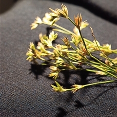 Juncus bufonius at Lake Cargelligo, NSW - 30 Oct 2025 by PaulDoy