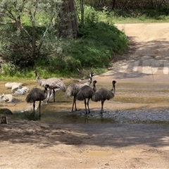Dromaius novaehollandiae (Emu) at Kambah, ACT - 30 Oct 2025 by StuCam