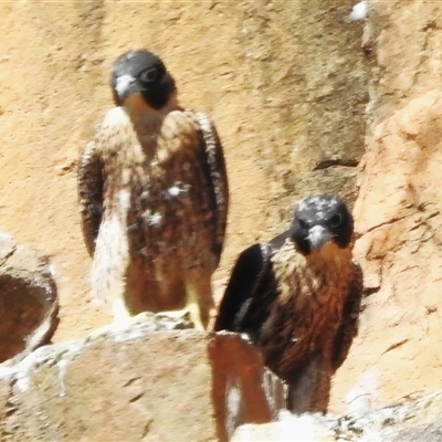 Falco peregrinus (Peregrine Falcon) at Kambah, ACT - 30 Oct 2025 by JohnBundock