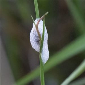 Cercopidae (family) (Unidentified spittlebug or froghopper) at Higgins, ACT - 30 Oct 2025 by Untidy