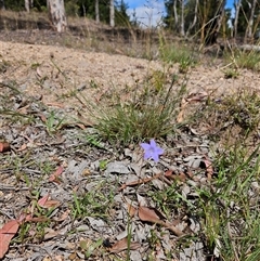 Wahlenbergia capillaris (Tufted Bluebell) at Duffy, ACT - 30 Oct 2025 by KevGuevara