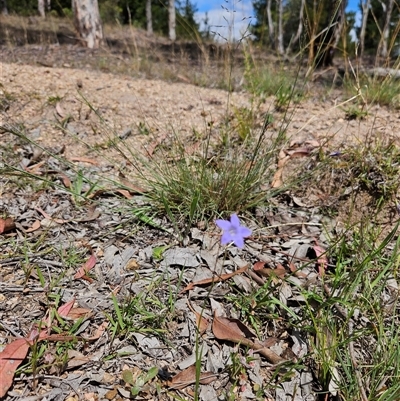 Wahlenbergia capillaris (Tufted Bluebell) at Duffy, ACT - 30 Oct 2025 by KevGuevara