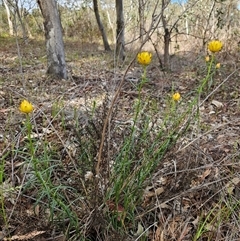 Xerochrysum viscosum (Sticky Everlasting) at Duffy, ACT - 30 Oct 2025 by KevGuevara