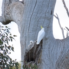 Cacatua galerita by KevGuevara