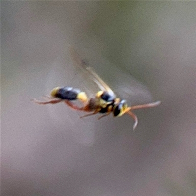 Apocrita (suborder) at Ainslie, ACT - 30 Oct 2025 by Hejor1