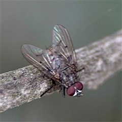 Helina sp. (genus) (Muscid fly) at Ainslie, ACT - 30 Oct 2025 by Hejor1