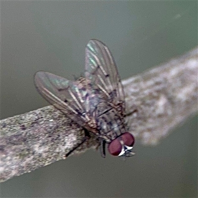 Helina sp. (genus) (Muscid fly) at Ainslie, ACT - 30 Oct 2025 by Hejor1