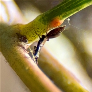 Coleoptera (order) at Ainslie, ACT - 30 Oct 2025 by Hejor1