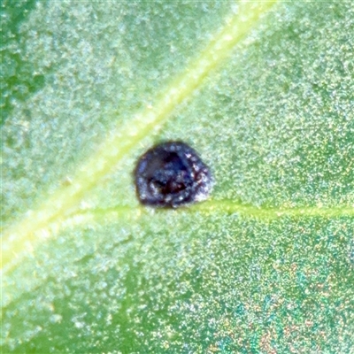 Diaspididae (family) at Ainslie, ACT - 30 Oct 2025 by Hejor1