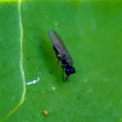Hydrellia sp. (genus) (Lawn or Pasture Fly) at Dickson, ACT - 30 Oct 2025 by Hejor1