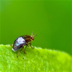 Steganopsis melanogaster (A lauxaniid fly) at Dickson, ACT - 30 Oct 2025 by Hejor1