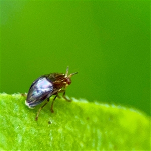 Steganopsis melanogaster (A lauxaniid fly) at Dickson, ACT - 30 Oct 2025 by Hejor1