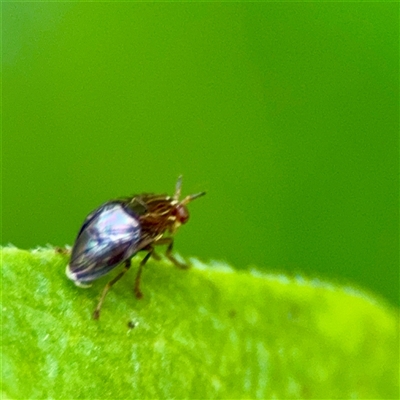 Steganopsis melanogaster (A lauxaniid fly) at Dickson, ACT - 30 Oct 2025 by Hejor1