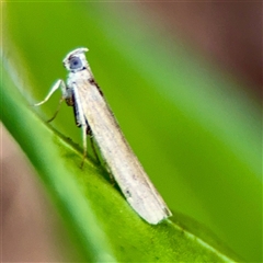 Phycitinae (subfamily) (A snout moth) at Ainslie, ACT - 30 Oct 2025 by Hejor1