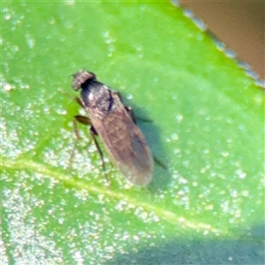 Diptera (order) at Ainslie, ACT - 30 Oct 2025 by Hejor1