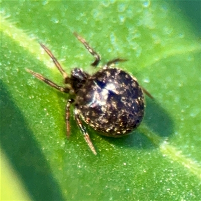 Theridiidae (family) at Dickson, ACT - 30 Oct 2025 by Hejor1