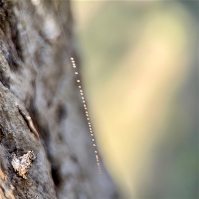 Araneae (order) at Ainslie, ACT - 30 Oct 2025 by Hejor1