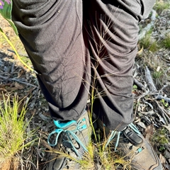 Austrostipa scabra (Corkscrew Grass, Slender Speargrass) at Ainslie, ACT - 30 Oct 2025 by Hejor1