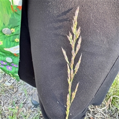 Lolium arundinaceum (Tall Fescue) at Ainslie, ACT - 30 Oct 2025 by Hejor1