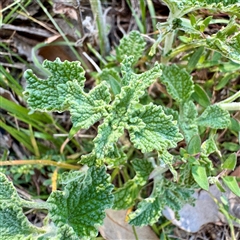 Marrubium vulgare (Horehound) at Ainslie, ACT - 30 Oct 2025 by Hejor1