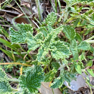 Marrubium vulgare (Horehound) at Ainslie, ACT - 30 Oct 2025 by Hejor1