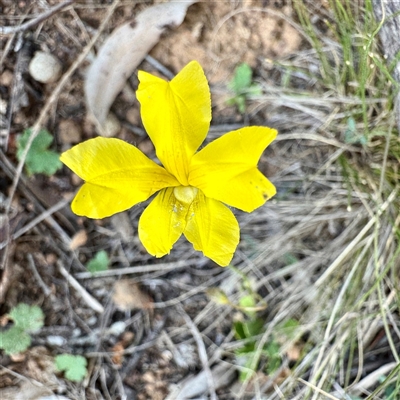Goodenia pinnatifida (Scrambled Eggs) at Ainslie, ACT - 30 Oct 2025 by Hejor1