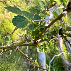 Rosaceae sp. (family) at Ainslie, ACT - 30 Oct 2025 by Hejor1