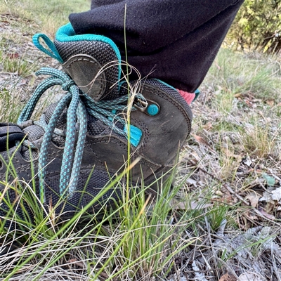 Austrostipa scabra (Corkscrew Grass, Slender Speargrass) at Ainslie, ACT - 30 Oct 2025 by Hejor1