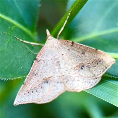 Taxeotis (genus) at Ainslie, ACT - 30 Oct 2025 by Hejor1