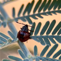 Oechalia schellenbergii (Spined Predatory Shield Bug) at Ainslie, ACT - 30 Oct 2025 by Hejor1