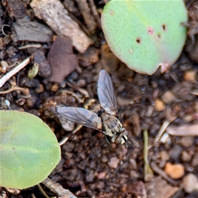 Tachinidae (family) (Unidentified Bristle fly) at Ainslie, ACT - 30 Oct 2025 by Hejor1