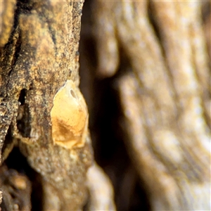 Araneae (order) at Ainslie, ACT - 30 Oct 2025 by Hejor1