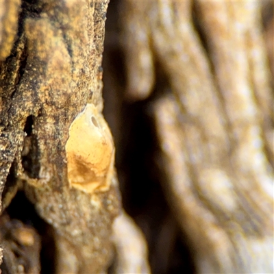 Araneae (order) at Ainslie, ACT - 30 Oct 2025 by Hejor1