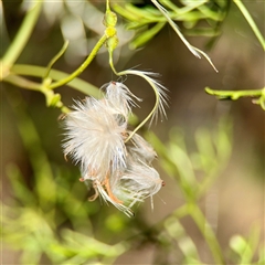 Clematis leptophylla at Ainslie, ACT - 30 Oct 2025 by Hejor1