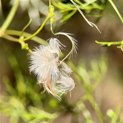 Clematis leptophylla at Ainslie, ACT - 30 Oct 2025 by Hejor1