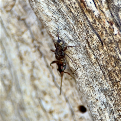 Apocrita (suborder) at Ainslie, ACT - 30 Oct 2025 by Hejor1