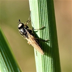 Diptera (order) at Ainslie, ACT - 30 Oct 2025 by Hejor1