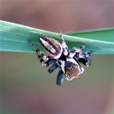 Maratus scutulatus (A jumping spider) at Ainslie, ACT - 30 Oct 2025 by Hejor1