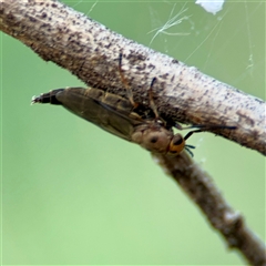 Inopus rubriceps (Sugarcane Soldier Fly) at Ainslie, ACT - 30 Oct 2025 by Hejor1