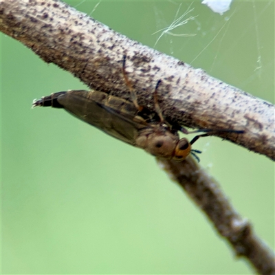 Inopus rubriceps (Sugarcane Soldier Fly) at Ainslie, ACT - 30 Oct 2025 by Hejor1