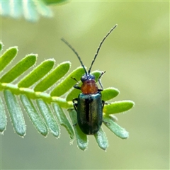 Adoxia benallae (Leaf beetle) at Ainslie, ACT - 30 Oct 2025 by Hejor1