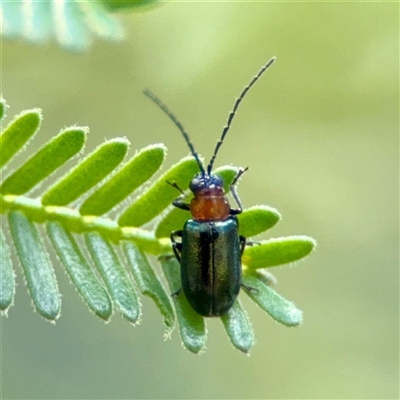 Adoxia benallae (Leaf beetle) at Ainslie, ACT - 30 Oct 2025 by Hejor1