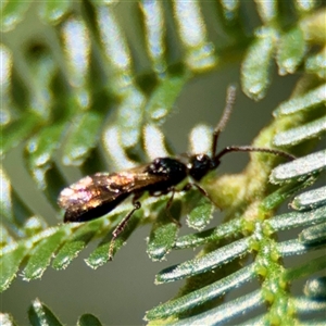 Apocrita (suborder) at Ainslie, ACT - 30 Oct 2025 by Hejor1